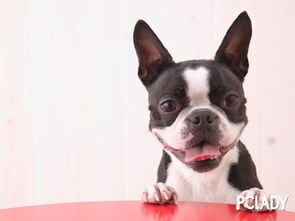 宠物美容:斗牛犬护理秘籍