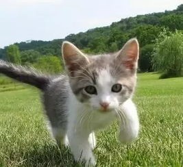猫咪大小眼,分泌物多?速看护理攻略!