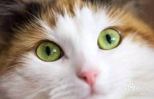 猫咪大小眼,分泌物多?速看护理攻略!