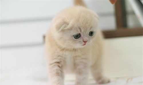 小猫眼屎多?宠物护理攻略来啦!
