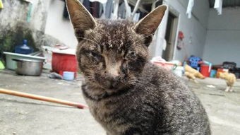 小猫眼屎多？宠物护理攻略来啦！