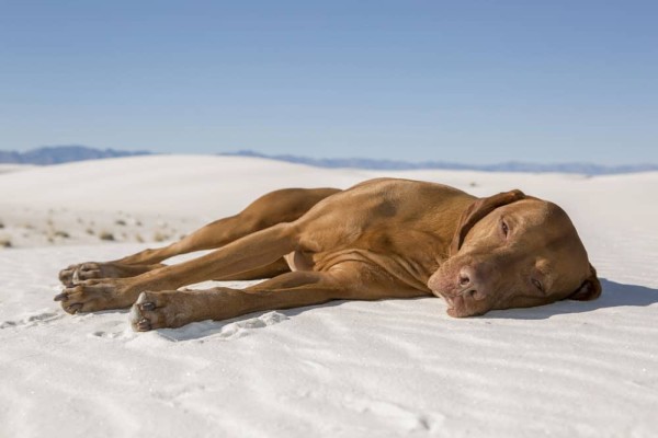 Dog dehydrated lying.