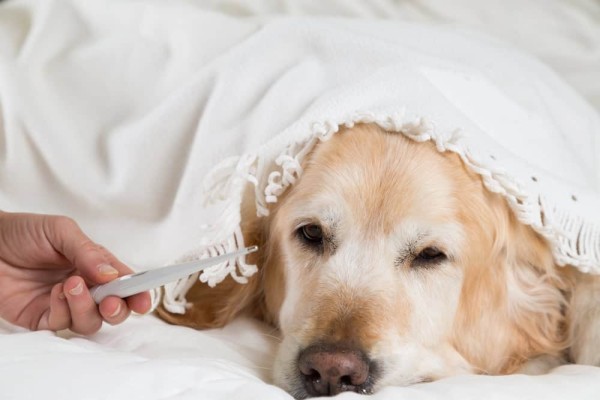 Dog fever.