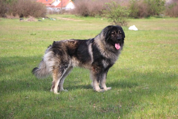 Sharplaninac