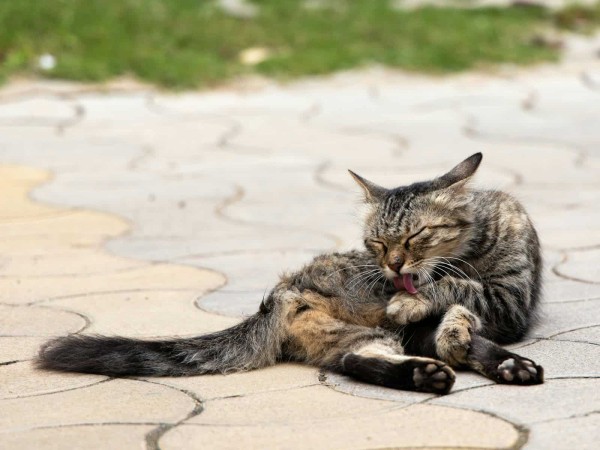 Cat grooming