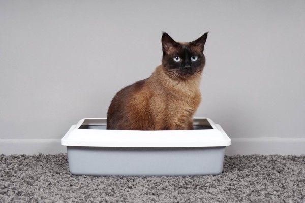 Cat sitting in litter box
