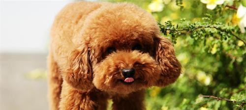 爱护你的贵宾犬眼睛——专业护理小常识（贵宾犬眼睛健康你不能忽视的小细节，小常识教你一招一式）