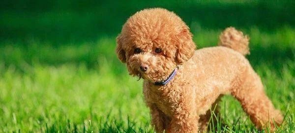 爱护你的贵宾犬眼睛——专业护理小常识（贵宾犬眼睛健康你不能忽视的小细节，小常识教你一招一式）