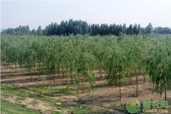绿化苗木的培育方法及栽植管理技术-图片版权归惠农网所有