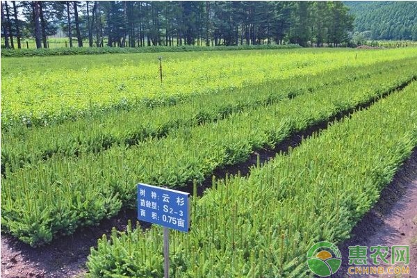 绿化苗木的培育方法及栽植管理技术-图片版权归惠农网所有