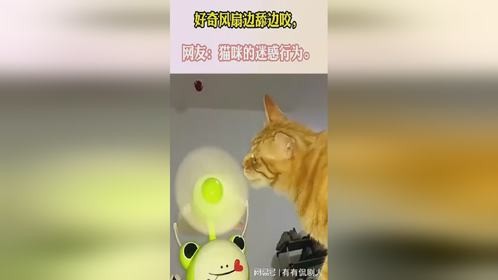呆萌的猫咪，好奇风扇边舔边咬，网友：猫咪的迷惑行为