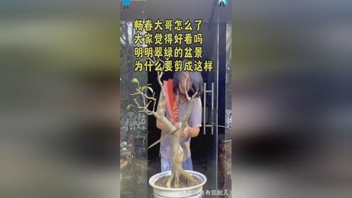 大家觉得盆景这样修剪好看吗？明明翠绿的盆景，为什么要剪成这样