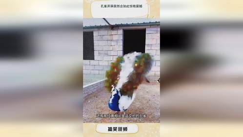 孔雀开屏居然会如此惊艳震撼