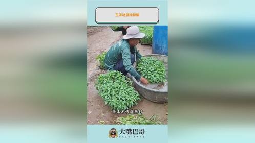 玉米地里种辣椒