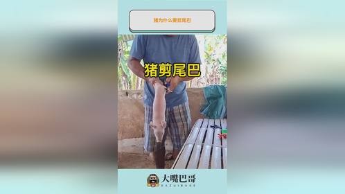 猪为什么要剪尾巴？