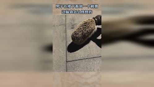 男子在楼下看到一个刺猬，这脑袋怎么怪怪的