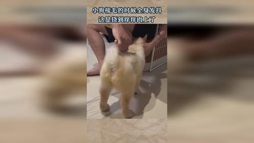 小狗梳毛的时候全身发抖，这是挠到痒痒肉上了