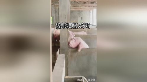 猪真的即懒又笨吗