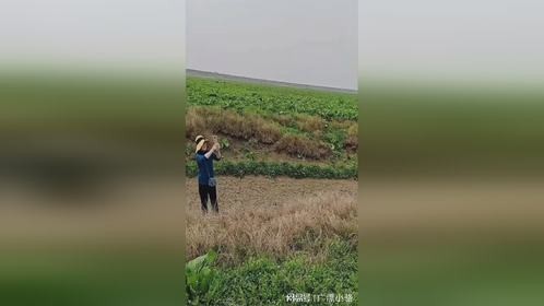 两号各一好
