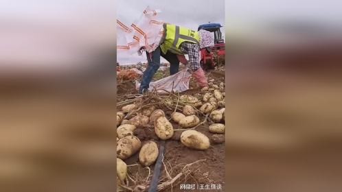 要趁着大雨来临之际把所有土豆都抢收回家，这下可真的忙起来咯