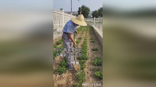 花生种植，种地高手