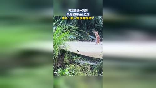 网友路遇一狗狗，没有前腿站立行走