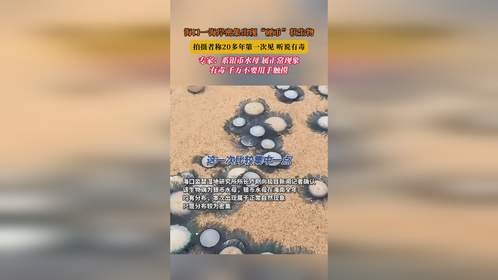 海口一海岸密集出现“硬币”状生物，拍摄者称20多年第一次见，专家：系银币水母，有毒，千万不要用手触摸