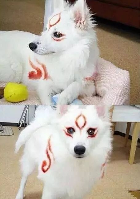 猫咪老师提示音神器,宠物主人必备!