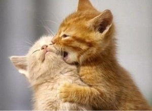 猫咪老师提示音神器,宠物主人必备!