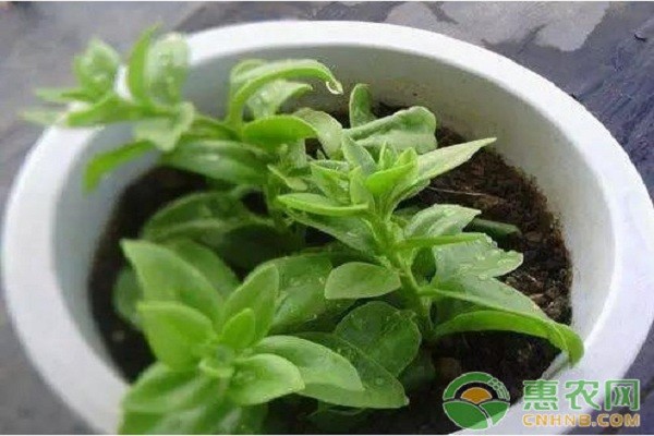 家养植物小窍门：这些妙招让你家的植物越长越多！-图片版权归惠农网所有