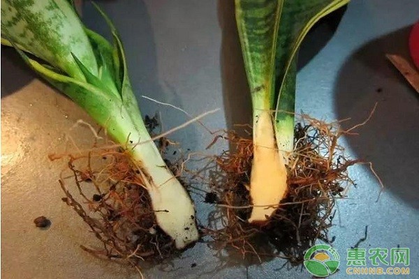 家养植物小窍门：这些妙招让你家的植物越长越多！-图片版权归惠农网所有