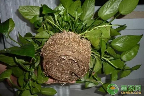 家养植物小窍门：这些妙招让你家的植物越长越多！-图片版权归惠农网所有
