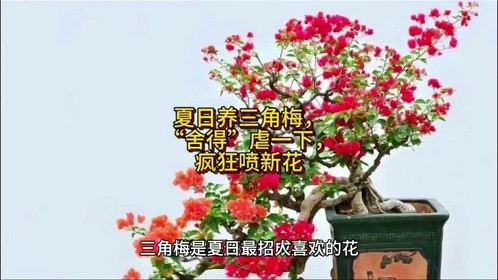 夏日养三角梅，“舍得”虐一下，疯狂喷新花#养花小知识 #三角梅