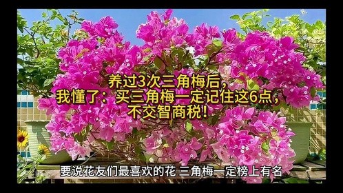养过3次三角梅后，我懂了：买三角梅一定记住这6点，不交智商税！