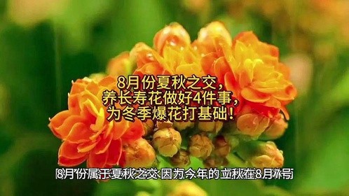 8月份夏秋之交，养长寿花做好4件事，为冬季爆花打基础！