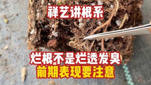 烂根不是彻底腐烂发臭，教你学会检查根系