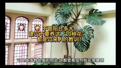 不管阳台多大，建议不要养这“10种花”，都是过来人的教训！