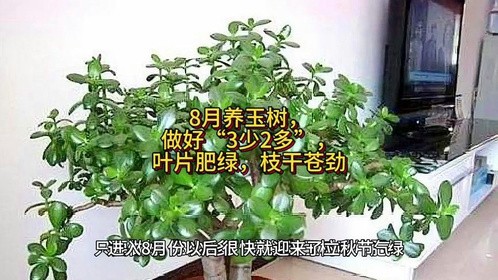 8月养玉树，做好“3少2多”，叶片肥绿，枝干苍劲#养花小知识