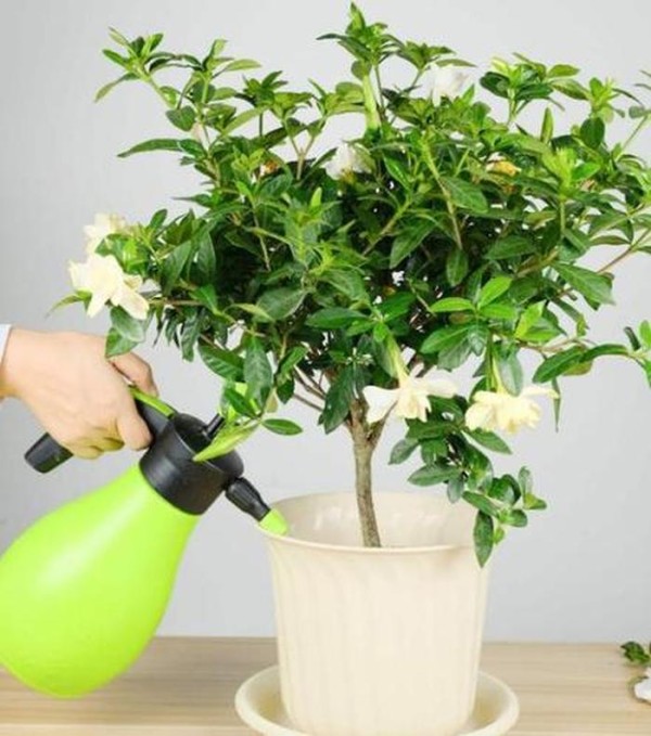 养植物小技巧、植物养护小妙招