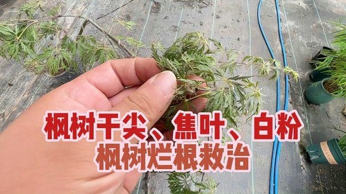 枫树焦尖掉叶养不活，枫树烂根拯救方法