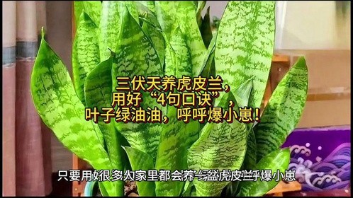 三伏天养虎皮兰，用好“4句口诀”，叶子绿油油，呼呼爆小崽！