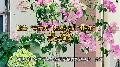 趁着“中伏天”赶紧扦插“4种花”，一插一大盆，错过等明年#养花