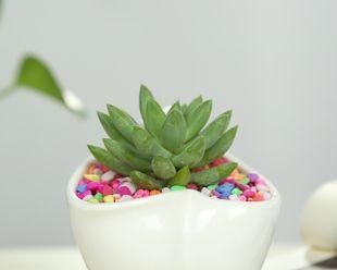 探秘迷你盆栽植物（小空间也能有绿色生机）