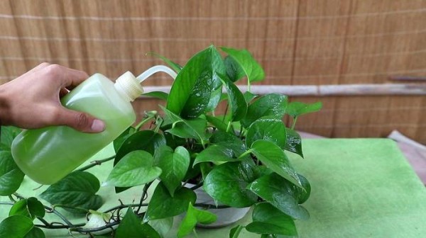 室内植物养护知识 技巧 植物养护小妙招