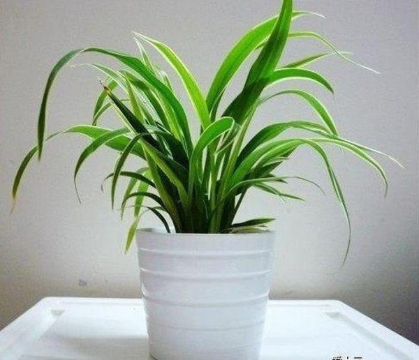 室内植物养护知识 技巧 植物养护小妙招