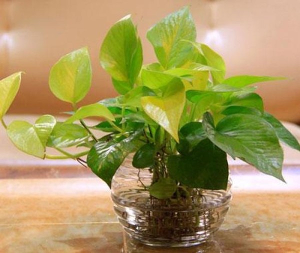 室内植物养护知识 技巧 植物养护小妙招