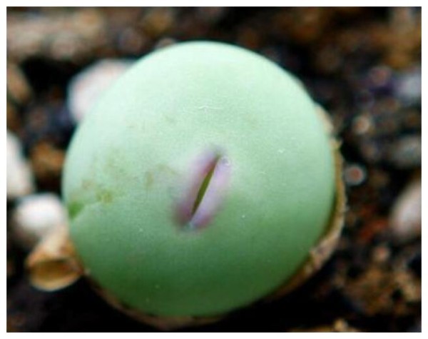 多肉植物“小红嘴”怎么养？教你3个养护小妙招，肉质饱满又好看