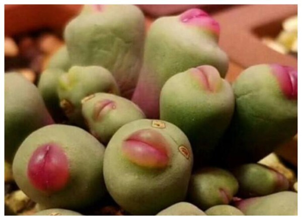 多肉植物“小红嘴”怎么养？教你3个养护小妙招，肉质饱满又好看