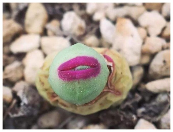 多肉植物“小红嘴”怎么养？教你3个养护小妙招，肉质饱满又好看