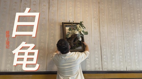 白龟上墙记
